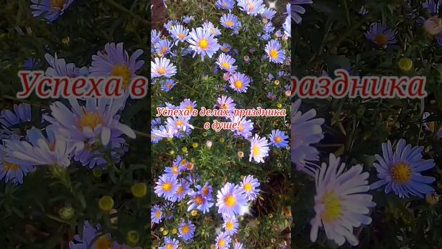 Многолетние астры