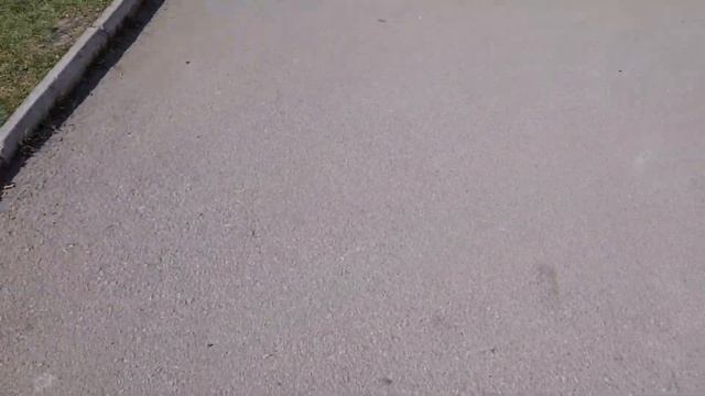 Делаем прививку Джесси | Прививка Шпица смотреть онлайн