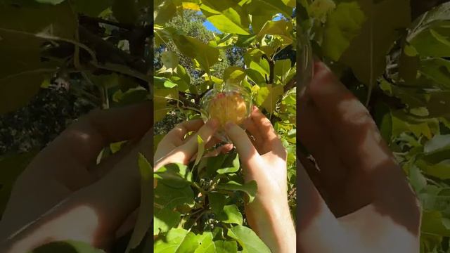 Growing fruit art.mp4 смотреть онлайн