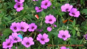 Герань гибридная Патриция ? обзор: как сажать, рассада, саженцы герани Патриция