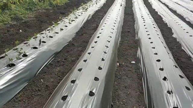 Правильная посадка кассетной рассады клубники