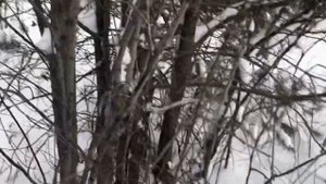 Охота на куропаток в зимнем лесу. Лыжи Поскрякова в деле.