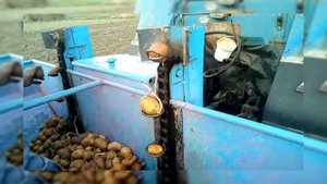 Самодельная двухрядных картофелесажалка для трактор МТЗ /ЮМЗ...