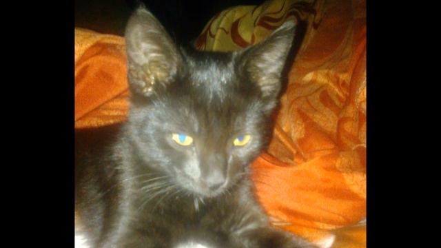 Мой любимый котик смотреть онлайн