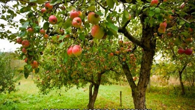 Яблоня Аркадик