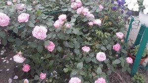 Обильное цветение Розы Mary Rose (Мэри роуз )Дэвид  Остин 1983год .David Austin roses