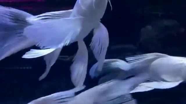 Тайваньский карп кои бабочка