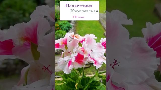 Королевская пеларгония Шери.💐(Pelargonium 'Cherie')