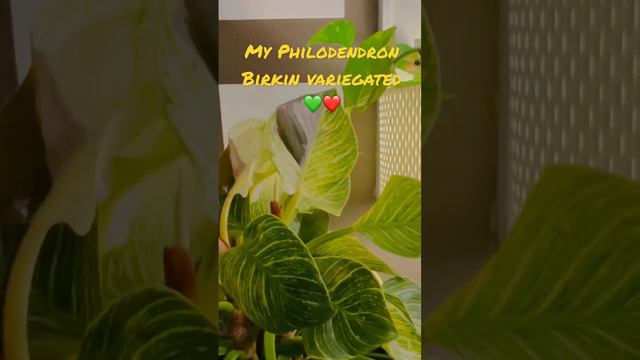 My variegated Philodendron Birkin 💚❤️