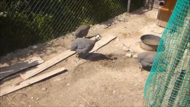 Цесарки на птичьем дворе