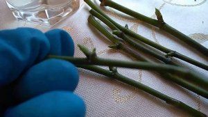 Детки на срезанных цветоносах Орхидей