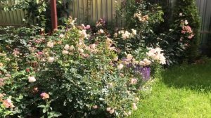 Сад мечты на 6 ти сотках