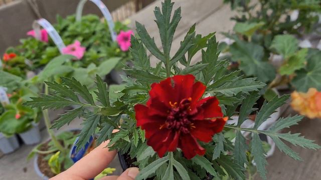 Покупки декоративных цветов смотреть онлайн