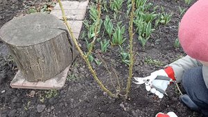 Обрезка годичной плетистой розы