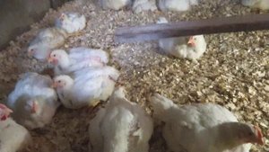 Бройлеры 36 дней вес