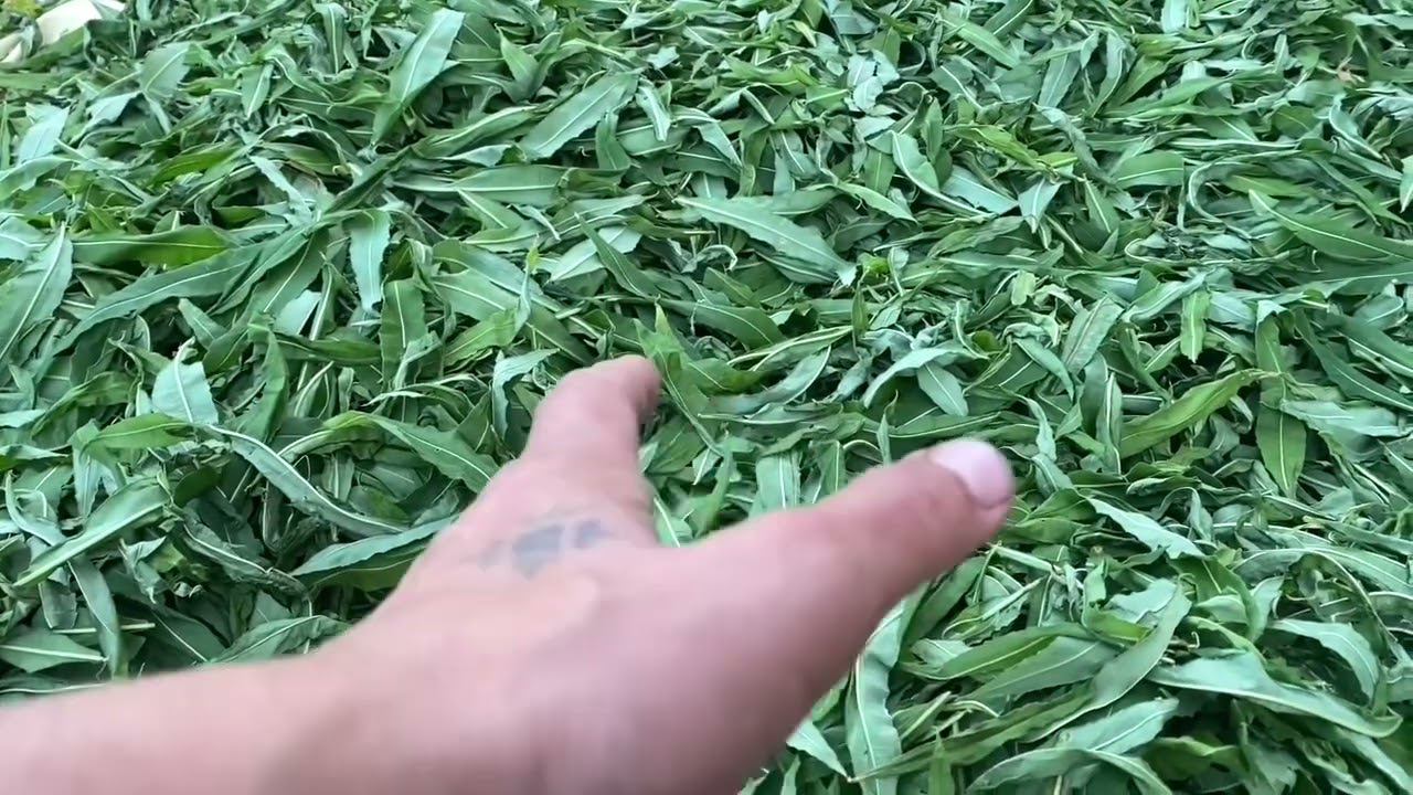 Иван чай для здоровья, заготовка, ферментация, хранения. смотреть онлайн