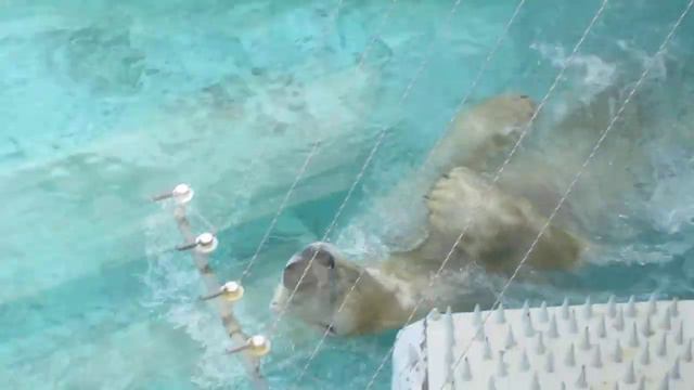 белый медведь и его излюбленный номер на публику в зоопарке г Ижевск смотреть онлайн