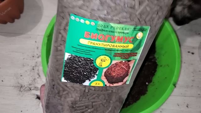 СДЕЛАЙ ЭТО ВЕСНОЙ с Геранью, чтобы куст не желтел, зеленел, быстро рос, все лето как не в себя цвел смотреть онлайн