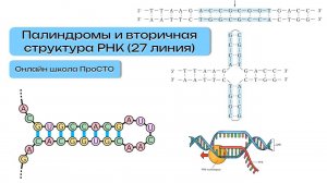 Палиндромы и вторичная структура РНК (27 линия) |  Курсы к ЕГЭ по биологии ПроСТО | ЕГЭ 2025