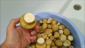 Дождевик грушевидный .
