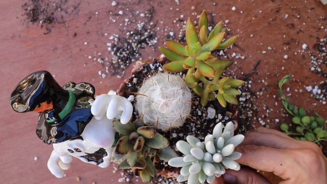 "Ghost in the Woods" Succulent Arrangement смотреть онлайн