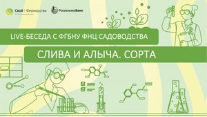 Слива и алыча. Сорта