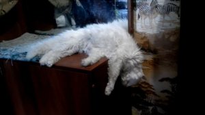 Кот спит вниз головой. Бельчик- 2016.08.18 14:38:01
