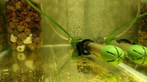 "Мультики" мальки. Прогулка по малявочнику.