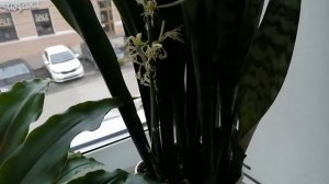 Секреты цветения сансевиерии