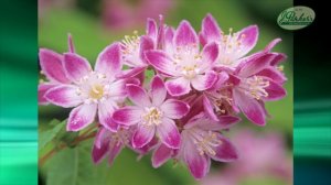 How to Plant Deutzia: Summer Garden Guide