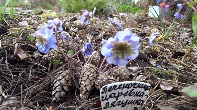 Печеночница благородная, нобилис или обыкновенная — Hepatica Nobilis. - сорт Царевна Лягушка