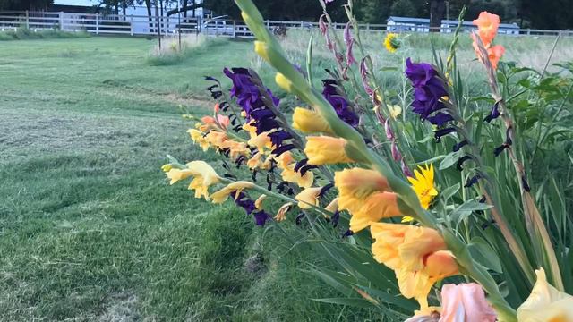 How To Propagate Gladiolus Easy tips & Gladiolus Updates смотреть онлайн