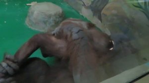 У орангутанов Мишель и Бату любовные игры 11.12.2020