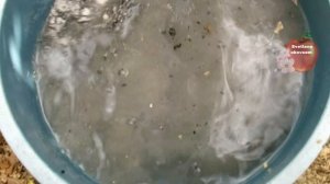 ЭТА ПРОСТАЯ ПОДКОРМКА СДЕЛАЕТ ВАШИ ТОМАТЫ СЛАДКИМИ И МЯСИСТЫМИ.ЗАЧЕМ ТОМАТАМ В АВГУСТЕ СОЛЬ?