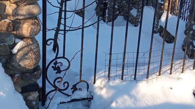 В нашем полку прибыло,молодой петух Голошейка. смотреть онлайн