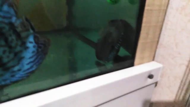 Азиатка у дискусов 1 смотреть онлайн