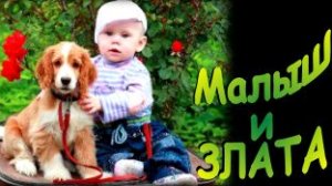 Как подружить спаниельку Злату и Малыша. Проблемы