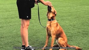 Как научить собаку команде «сидеть» в домашних условиях