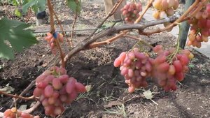 Виноград Катруся Каховская