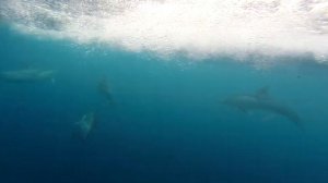 ДЕЛЬФИНЫ!!! ДОБРО ПОД ВОДОЙ!!!