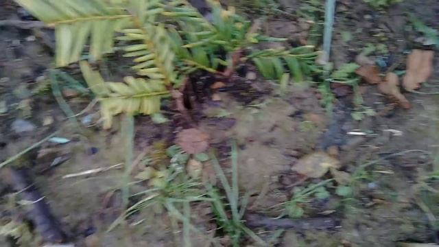 Неудачный опыт укоренения черенков тиса. смотреть онлайн