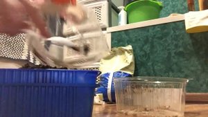 Секреты посадки луковиц крокуса в домашних условиях на выгонку