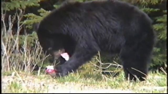 Встречи с медведями в дикой природе. смотреть онлайн