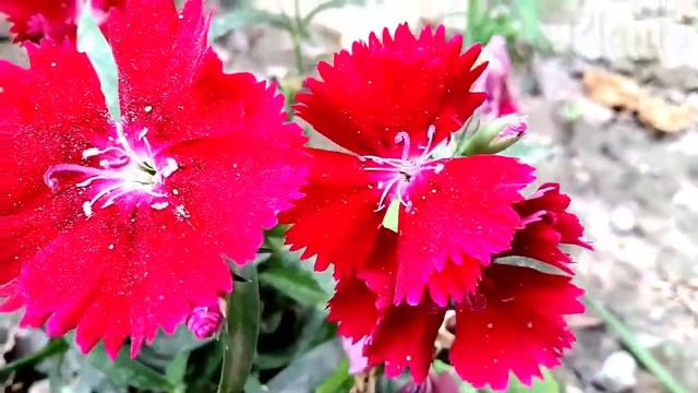 पर सल चलन वल Winter Flowers  Dianthus Save in Summer season   Vaani Plants 