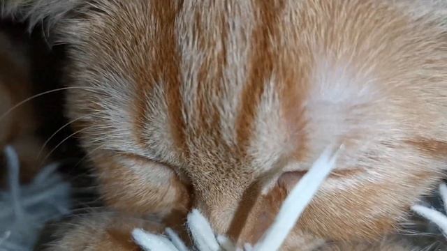 Котенок британской кошки громко сосёт плед
