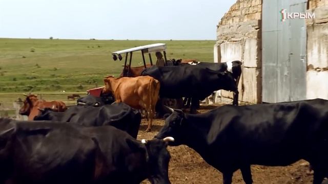 Деревенское счастье среди маковых полей смотреть онлайн