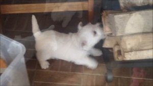 щенки вест хайленд уайт терьера: litter C, born 11.02.2016 (west highland white terrier)