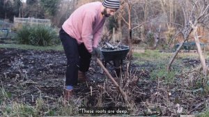 Planting Raspberries and Removing Bushes | New Allotment