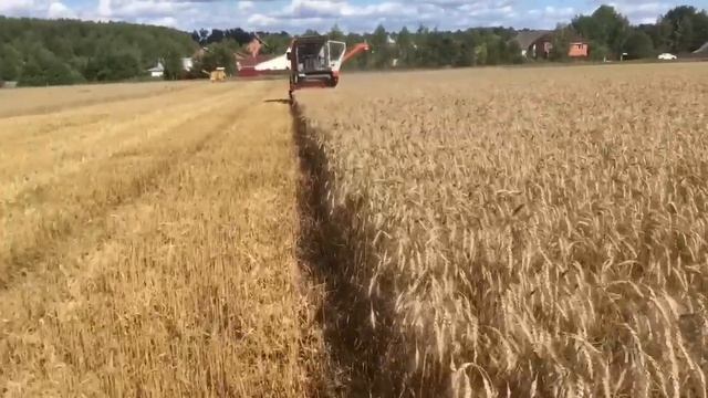 Уборка озимой пшеницы комбайном САМПО-500 и Террион-2010 смотреть онлайн