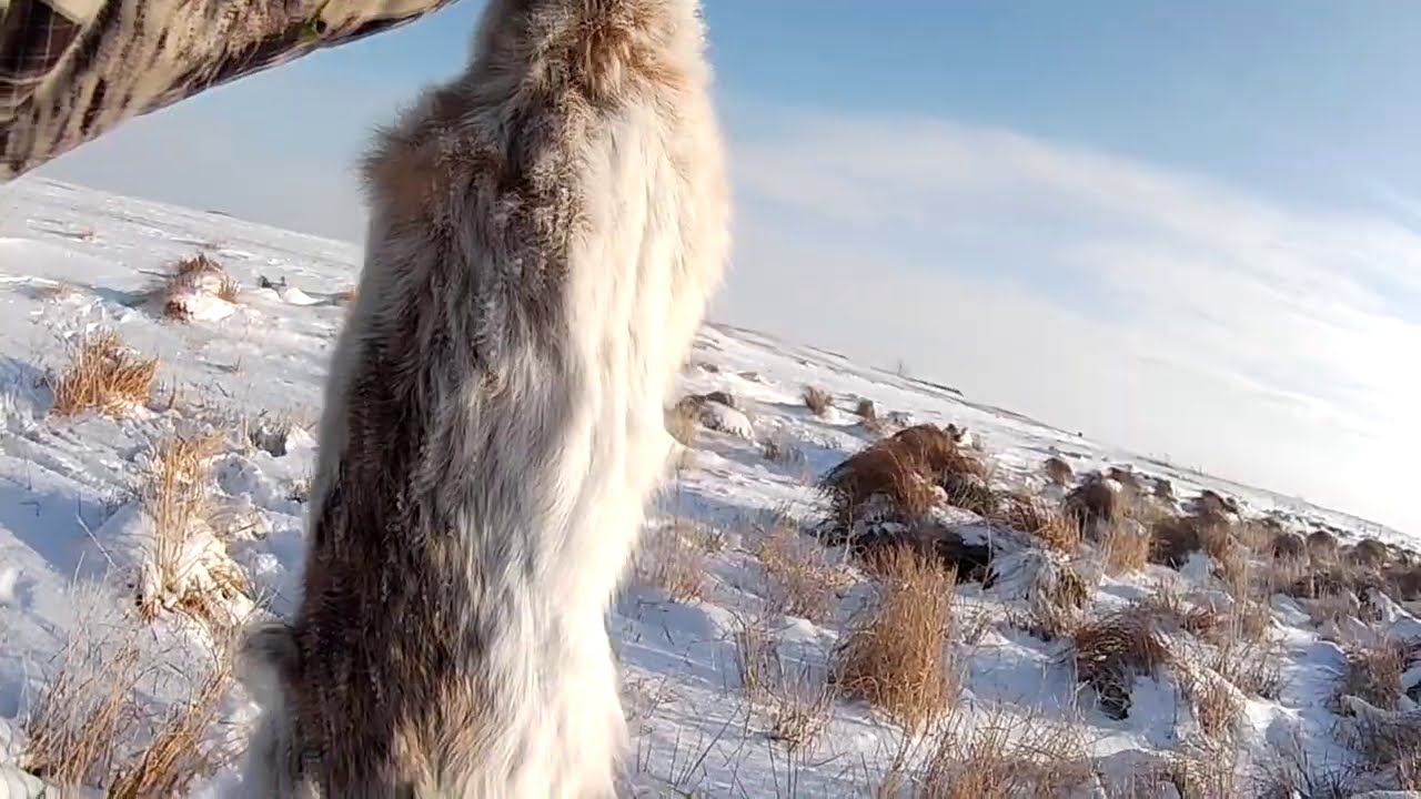 ОХОТА на ЗАЙЦА - Или как я зайца в кочках гонял.
